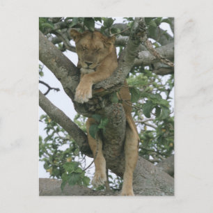 Cartão Postal Leoa de trepadeira (Panthera leo), Rainha