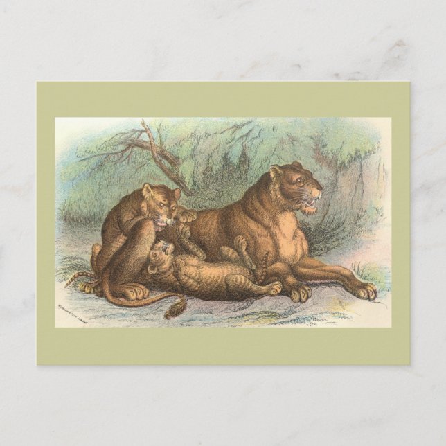 Cartão Postal Leoa e Cubs, Felis leo (Frente)