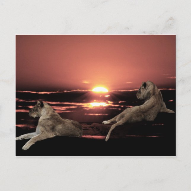 Cartão Postal Leões africanos descansando ao pôr do sol (Frente)