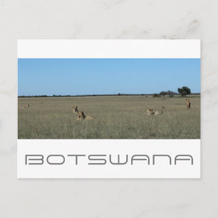 Cartão Postal Leões do Kalahari Central Botsuana Savana Viagens