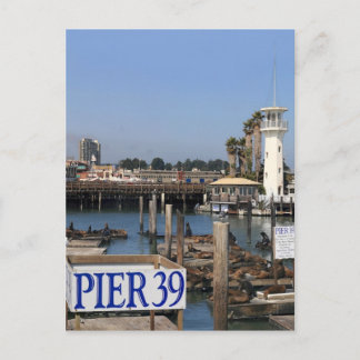 Cartão Postal Leões do Mar da Califórnia