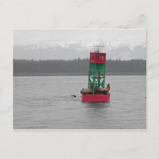 Cartão Postal Leões do Mar em Juneau, Alasca