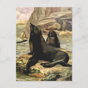 Cartão Postal Leões-marinhos da Califórnia por CE Swan, Animais 