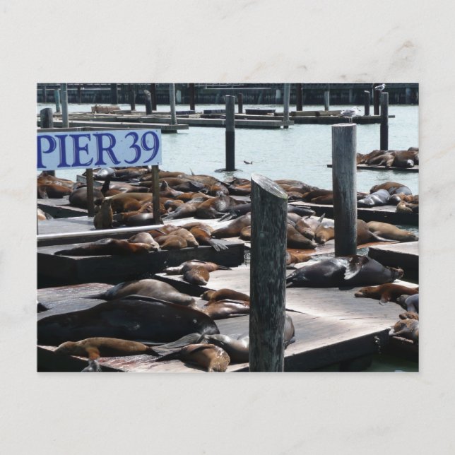 Cartão Postal Leões Marinhos do Pier 39 (Frente)