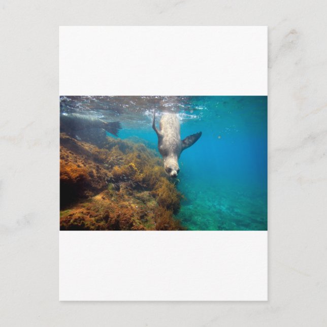 Cartão Postal Leões marinhos tocando as Ilhas Galápagos debaixo  (Frente)