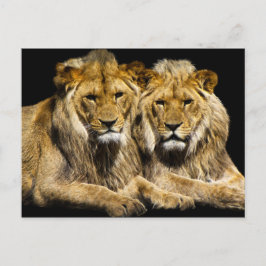 Cartão Postal Leões Predadores Perigosos