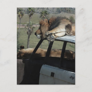 Cartão Postal Leões preguiçosos