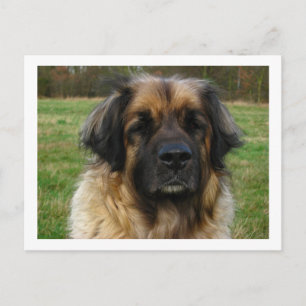 Cartão Postal leonberger