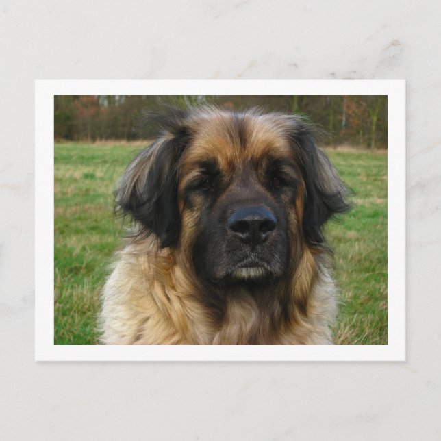 Cartão Postal leonberger (Frente)