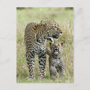 Cartão Postal Leopard Baby e Mama