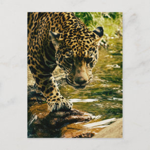 Cartão Postal Leopard cruzando uma corrente