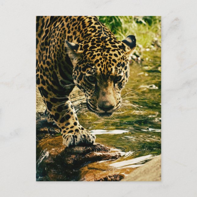 Cartão Postal Leopard cruzando uma corrente (Frente)