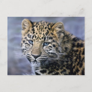 Cartão postal Leopard Cub