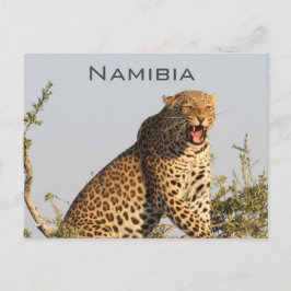 Cartão postal Leopard, Namíbia