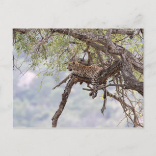 Cartão Postal Leopard on a tree