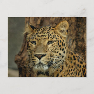 Cartão postal Leopard Safari