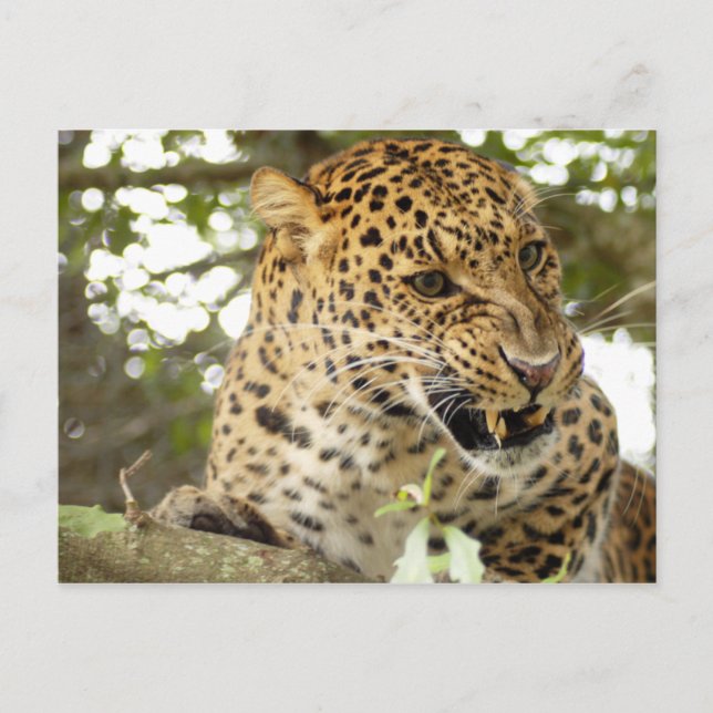 Cartão Postal LeopardCheetaro010 (Frente)