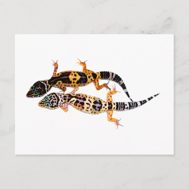 Cartão Postal Leopardgecko Pärchen (Frente)