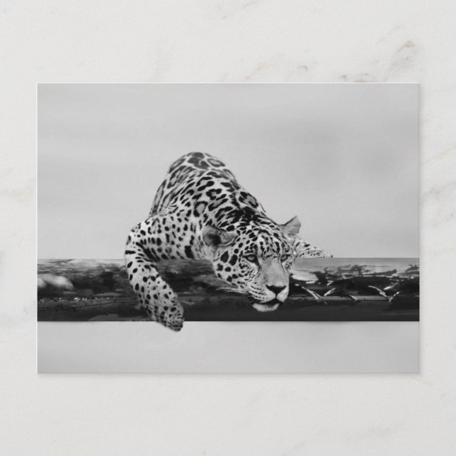 Cartão Postal Leopardo (Frente)