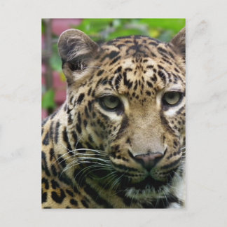 Cartão Postal Leopardo