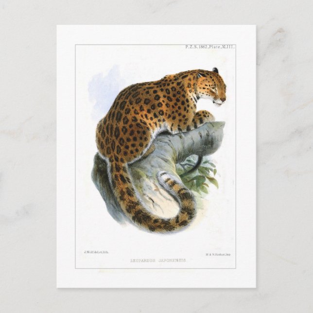 Cartão Postal Leopardo (Frente)