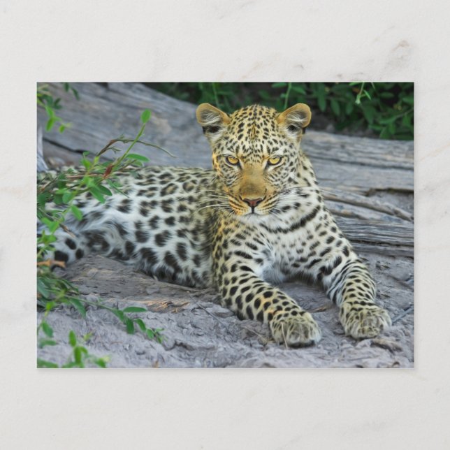Cartão Postal Leopardo (Frente)