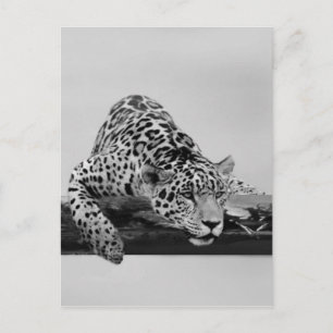 Cartão Postal Leopardo