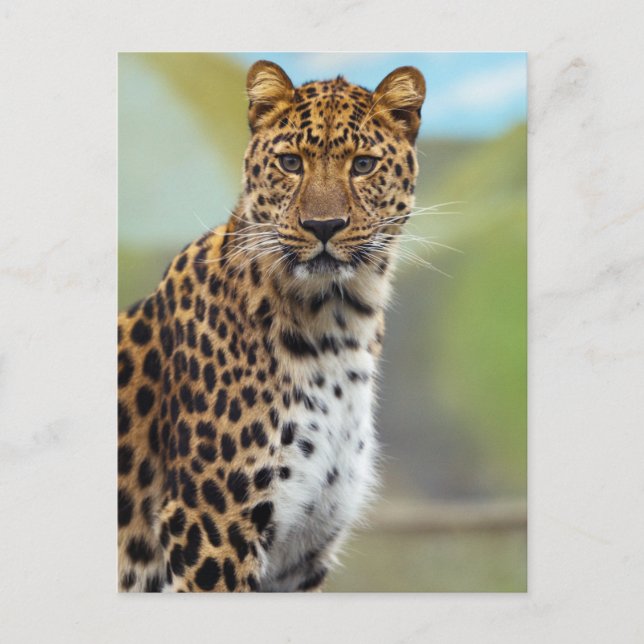 Cartão Postal Leopardo (Frente)