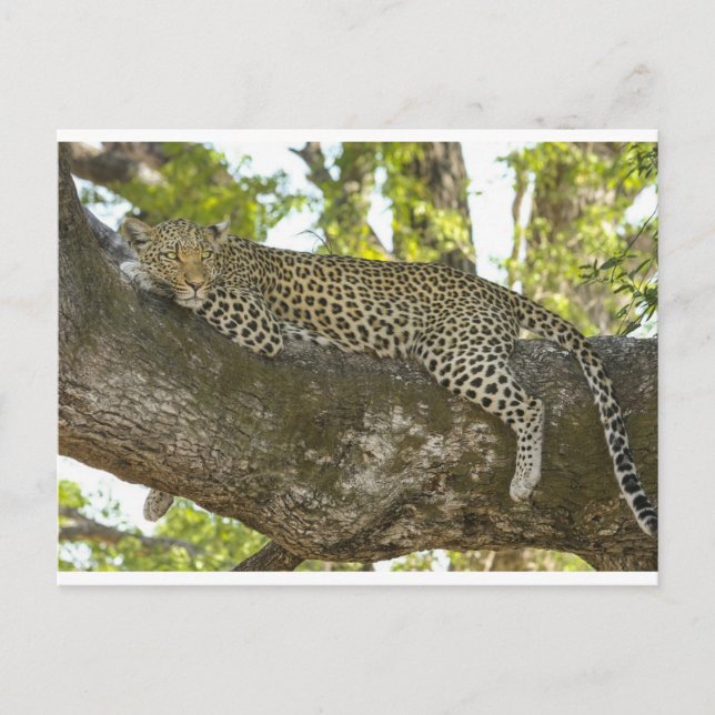 Cartão Postal Leopardo (Frente)