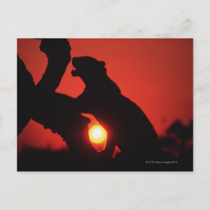 Cartão Postal leopardo