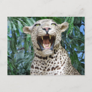 Cartão Postal Leopardo