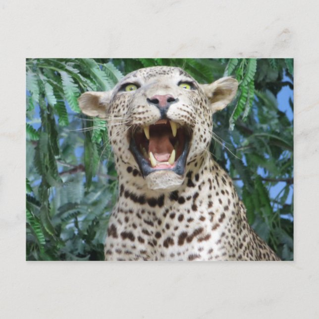 Cartão Postal Leopardo (Frente)