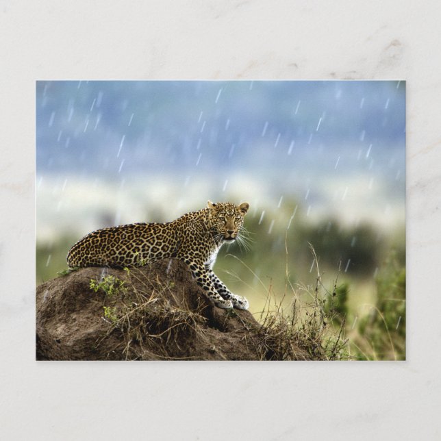 Cartão Postal Leopardo (Frente)