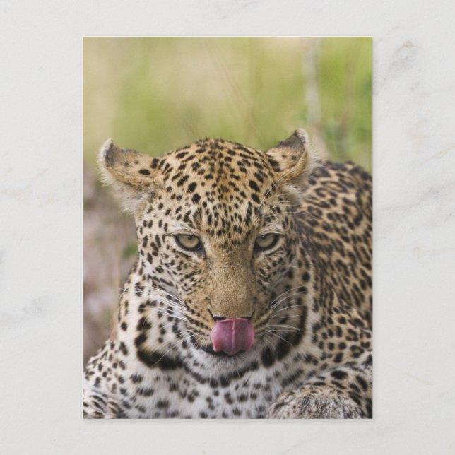 Cartão Postal Leopardo (Frente)