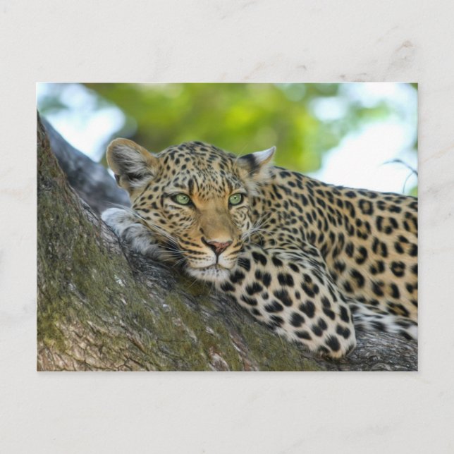 Cartão Postal Leopardo (Frente)
