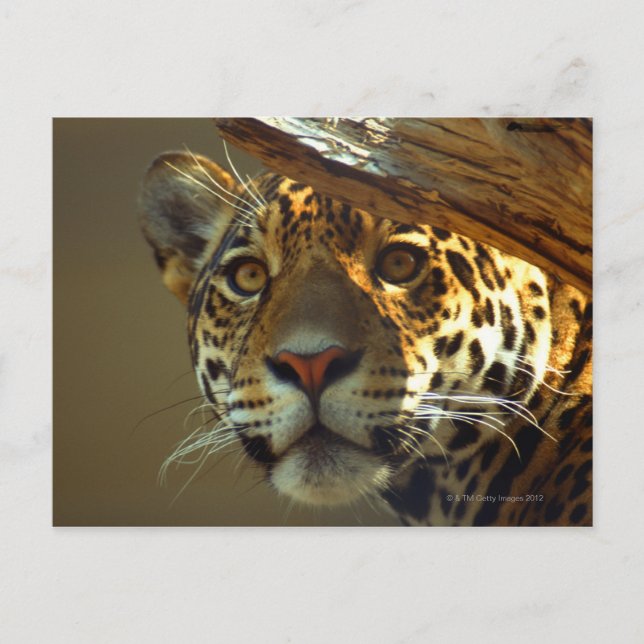 Cartão Postal leopardo 2 (Frente)
