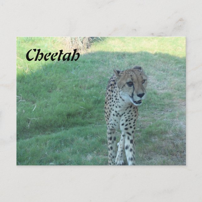 Cartão Postal Leopardo # 2 (Frente)