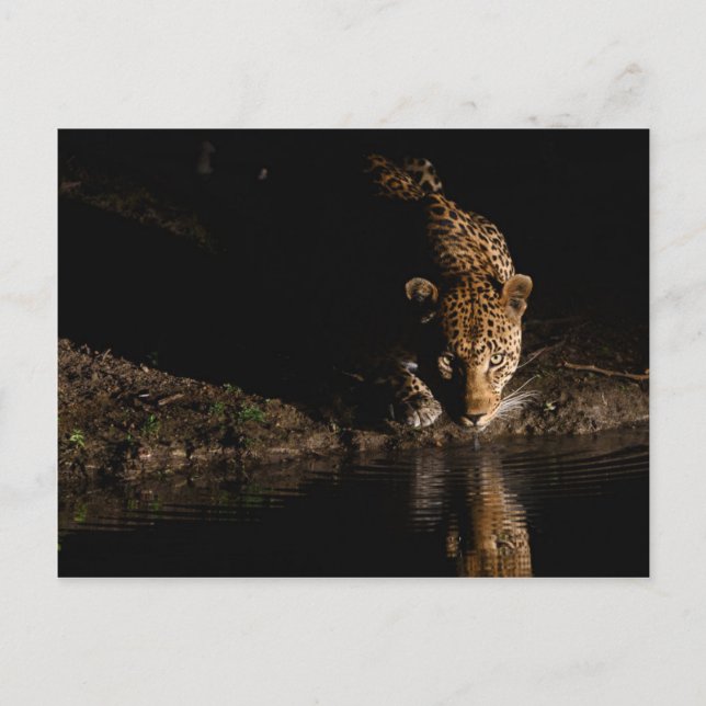 Cartão Postal Leopardo Africano (Frente)