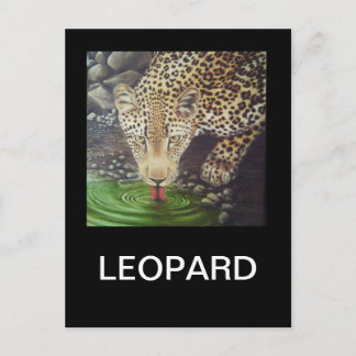 Cartão Postal Leopardo Africano