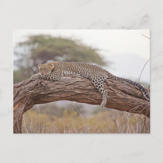 Cartão Postal Leopardo Africano Deitado Em Um Galho De Árvore (Frente)