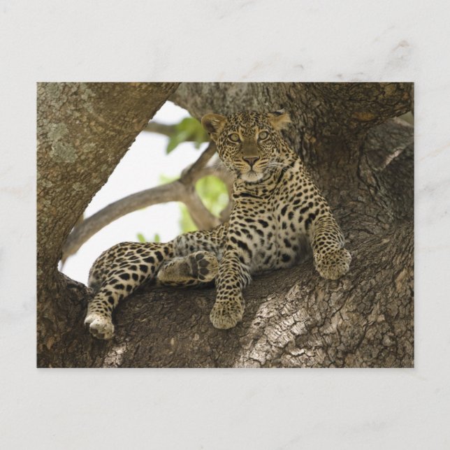 Cartão Postal Leopardo Africano, Panthera pardus (Frente)