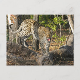 Cartão Postal Leopardo Andando Rosnando Para Você