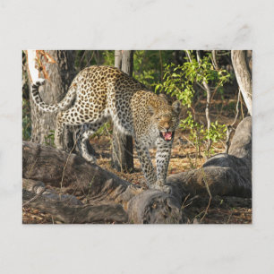 Cartão Postal Leopardo Andando Rosnando Para Você