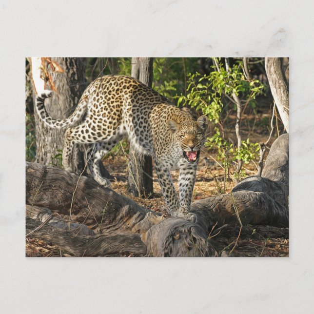Cartão Postal Leopardo Andando Rosnando Para Você (Frente)