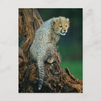 Cartão Postal Leopardo, Baby auf Baum,