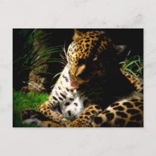 Cartão Postal Leopardo-balneário