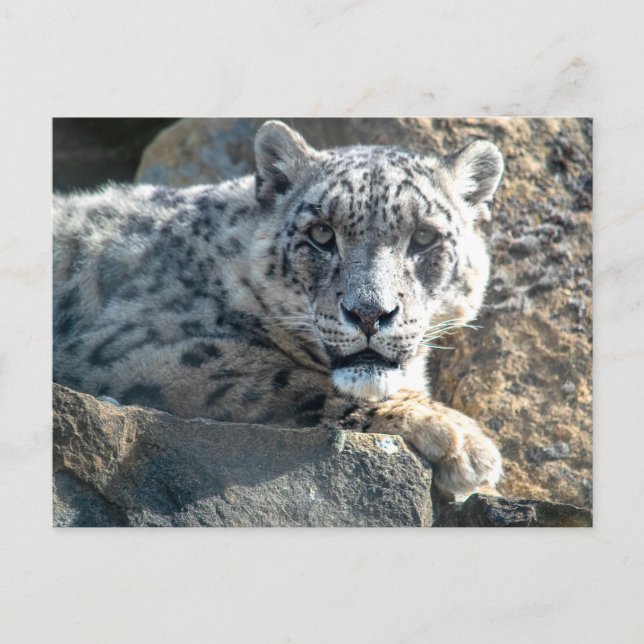 Cartão Postal Leopardo-da-neve (Frente)