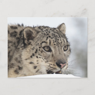 Cartão Postal Leopardo-da-neve (Declaração da Uência) 2