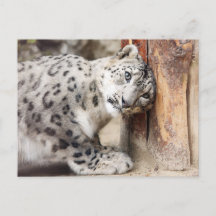 Leopardo da Neve Gato Selvagem