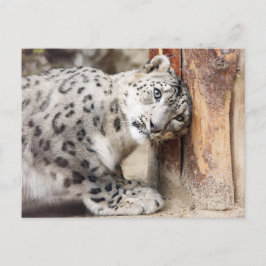 Cartão Postal Leopardo da Neve Gato Selvagem